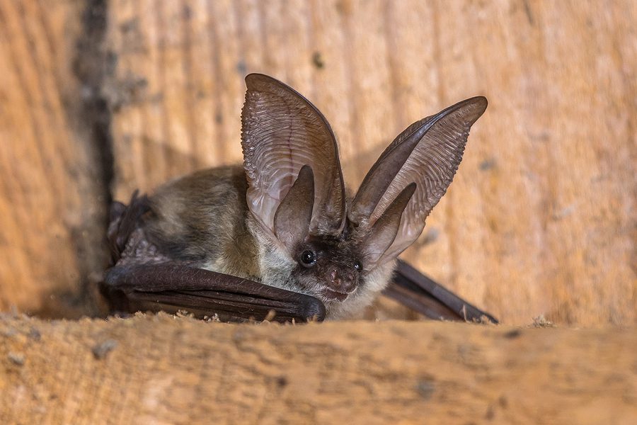 Humane Bat Control in Morris County NJ