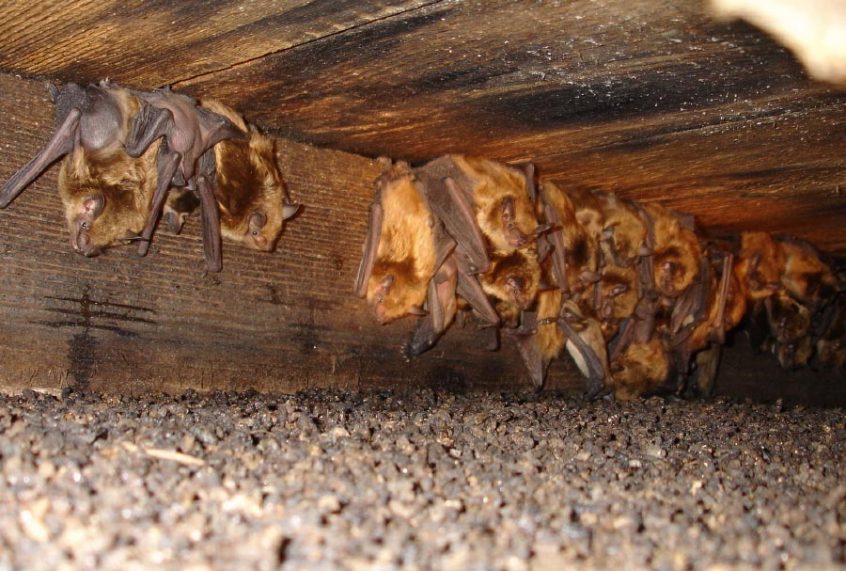 Morris County Bat Control Services