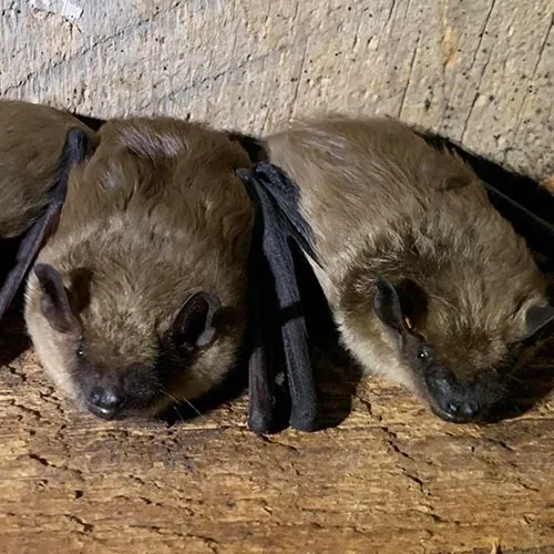 Morris County Humane Bat Control