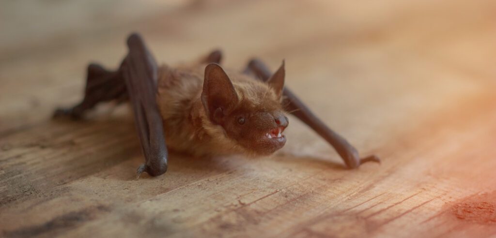 Bat Removal Company NJ