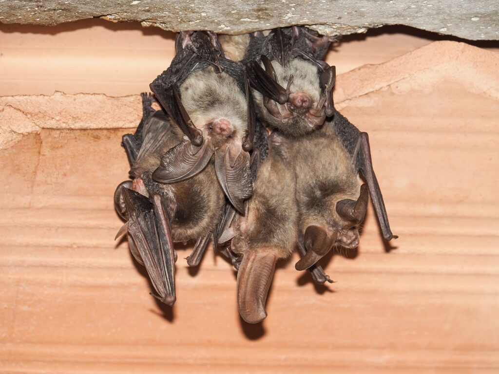 NJ Bats Control Near Me