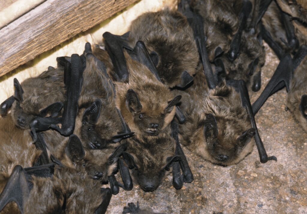 Bat Control Company in NJ