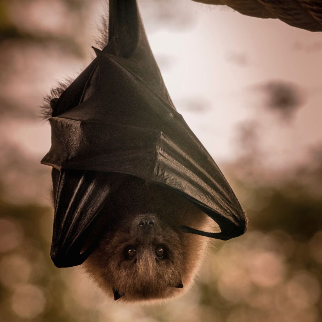 Bat Exclusion in North Jersey