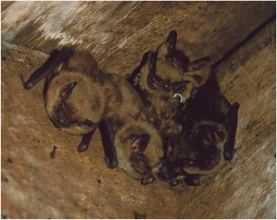 NJ Bat Control Company