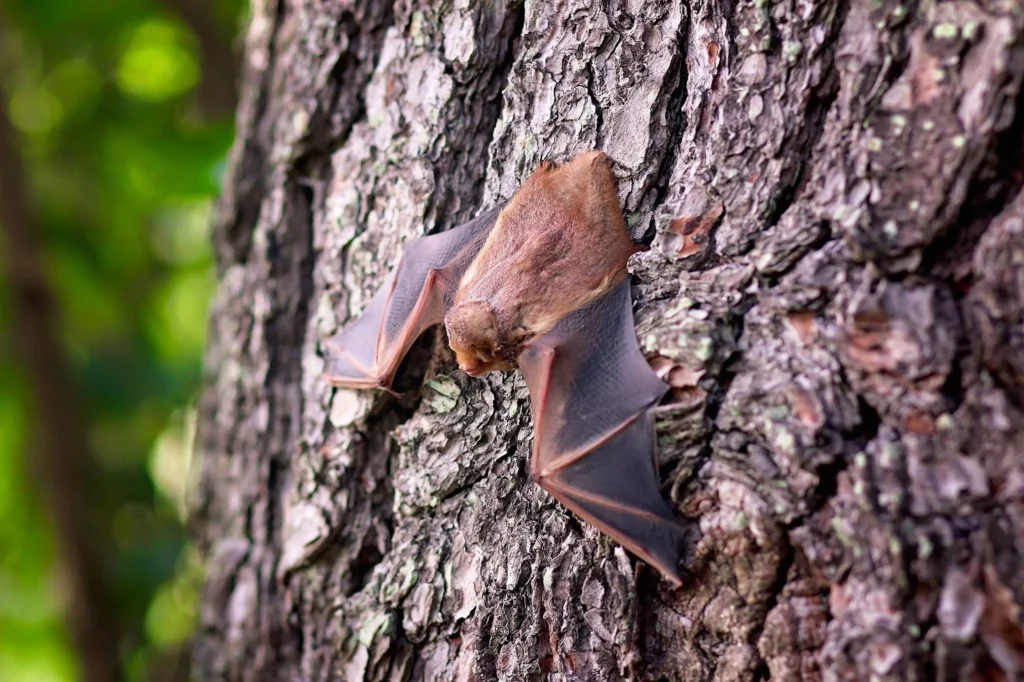 Warren County Bat Control