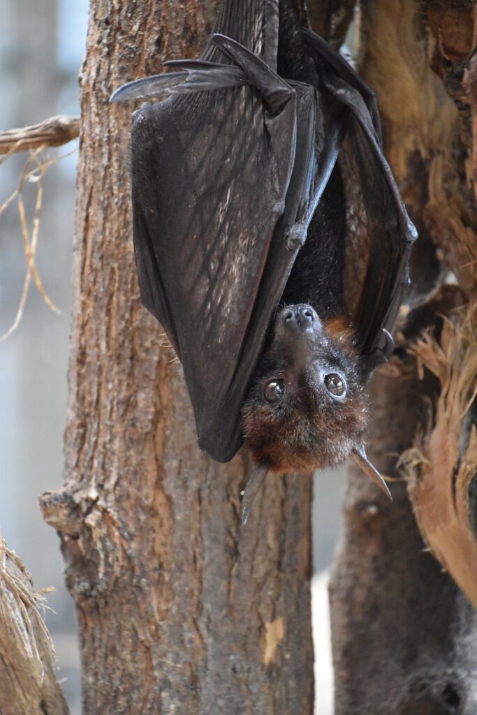 Bat Control in Hunterdon County NJ