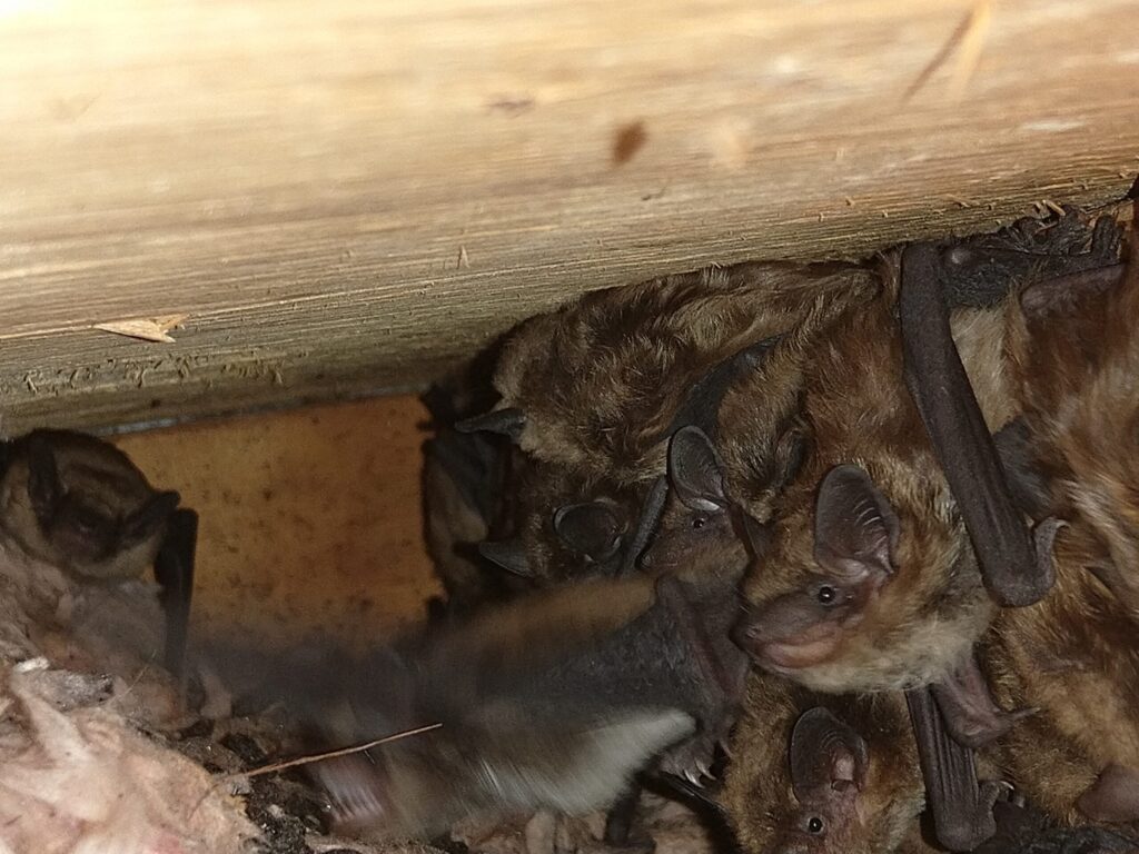 Bat Removal Services in Sussex County NJ