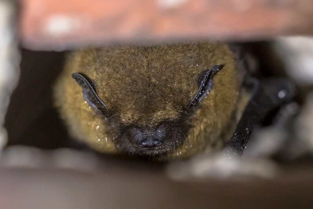 Bat Removal Services in Warren County NJ