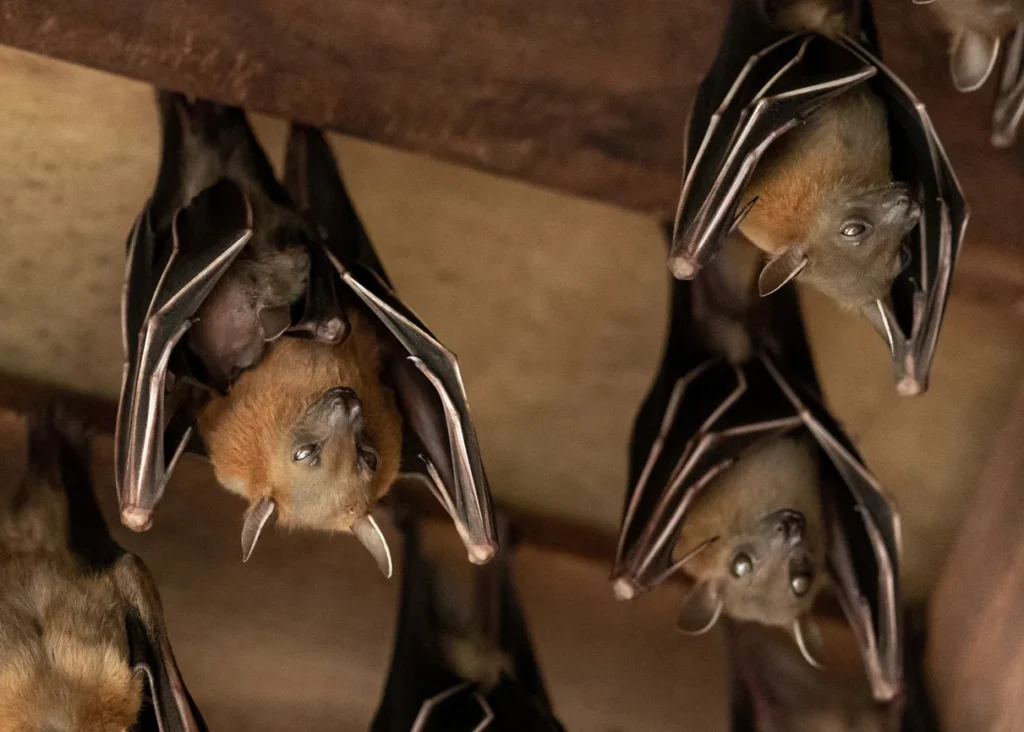 Hunterdon County Bat Control