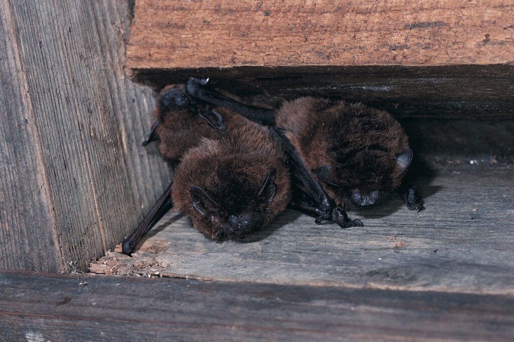 Somerset County Bat Removal