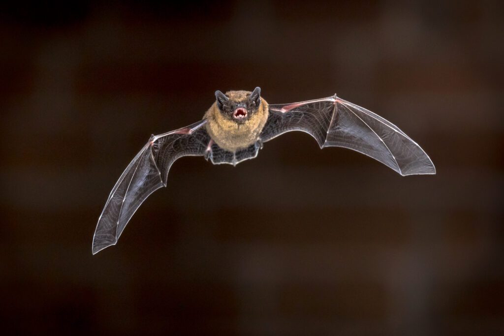 Sussex County Bat Removal Service